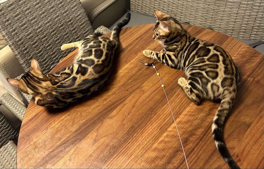 Бенгалско коте, момче, момиче