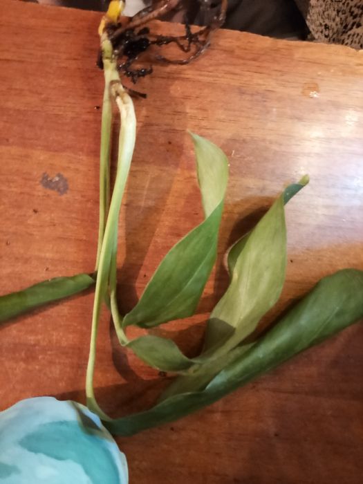 Цветок Монстера !