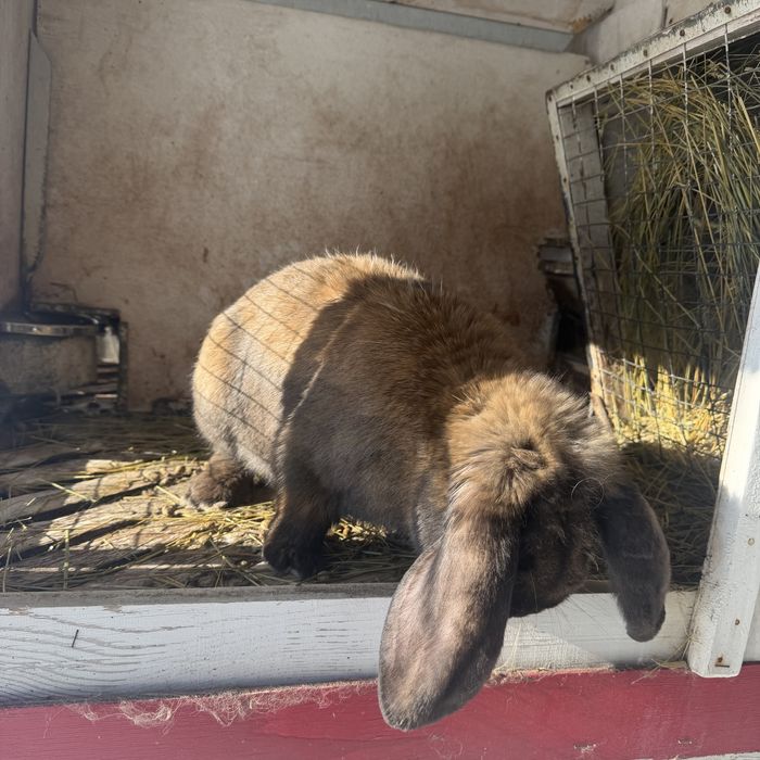 Кролики французский баран