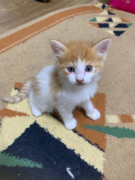 Отдам котят в добрые руки