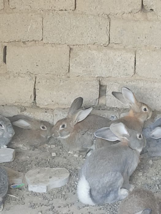 Куëнларимиз сотилади