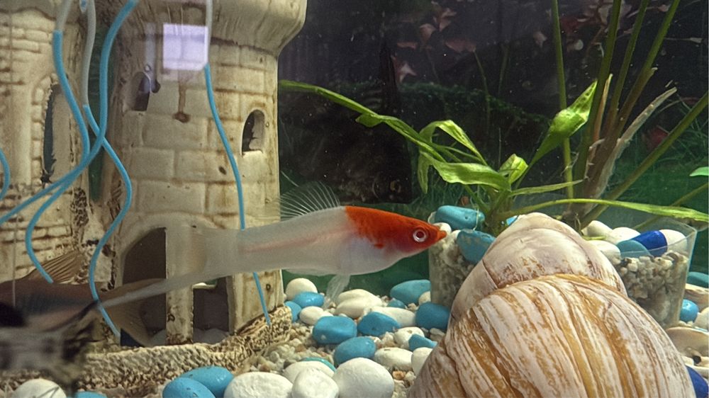 Продам рыбки мирные