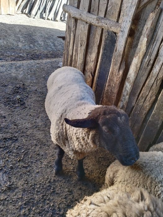 Vind berbec carabasi și sulfoc