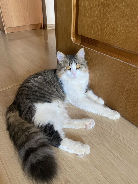 Ищу  дом  котику