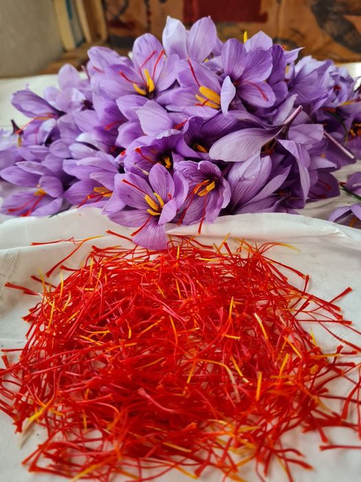 Sofran crocus sativus