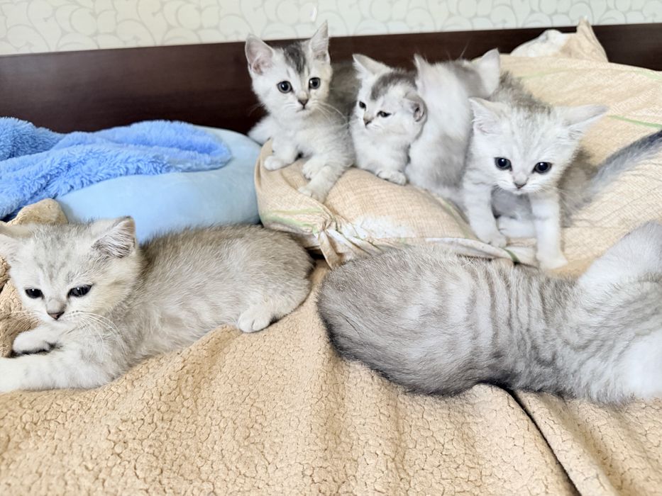 Британские котята серебро