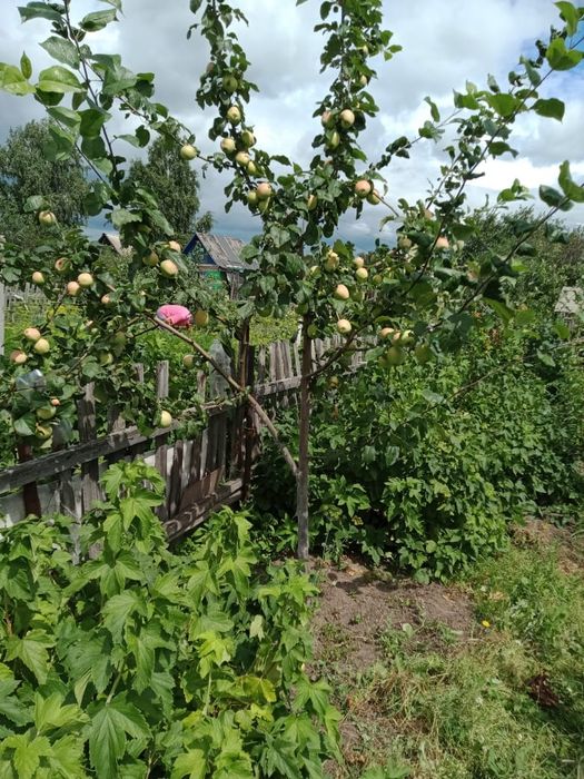 Продам дачу  ухоженную