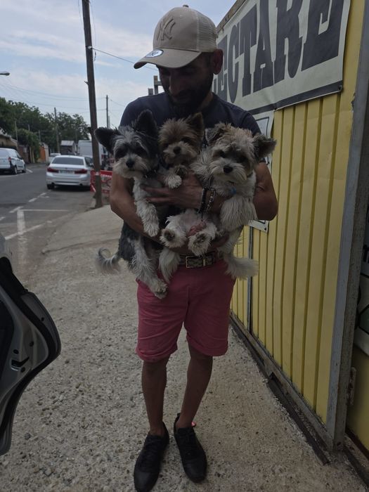 Animale companie