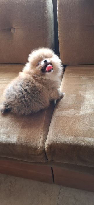 Мини мини Померан