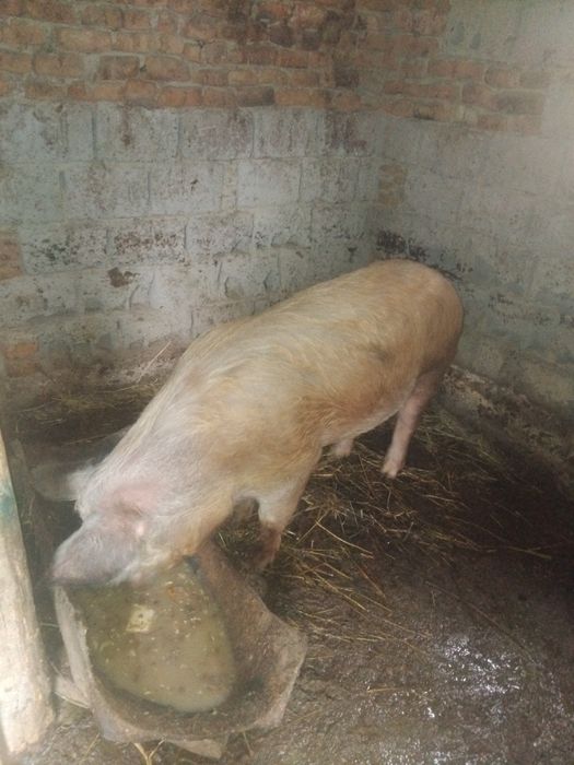 Capră roșie 100 kg