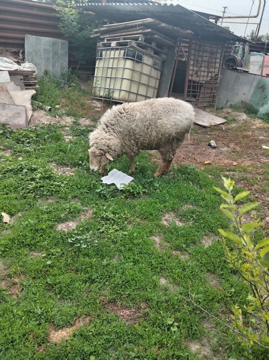 Продам баранов кошкар