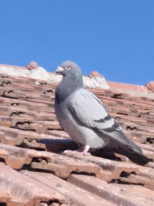 Porumbei voiajori sport