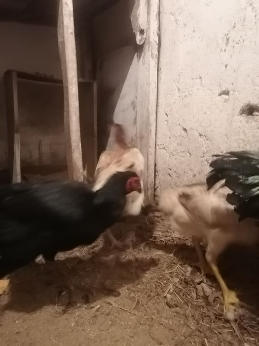 Дакан мекендер сатылады