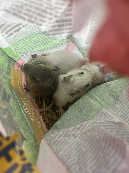 Pui veverita Degu 1 luna