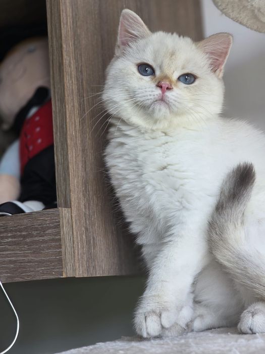 British shorthair  colorpoint