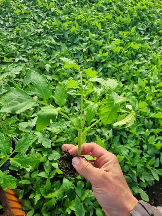Rasaduri de legume