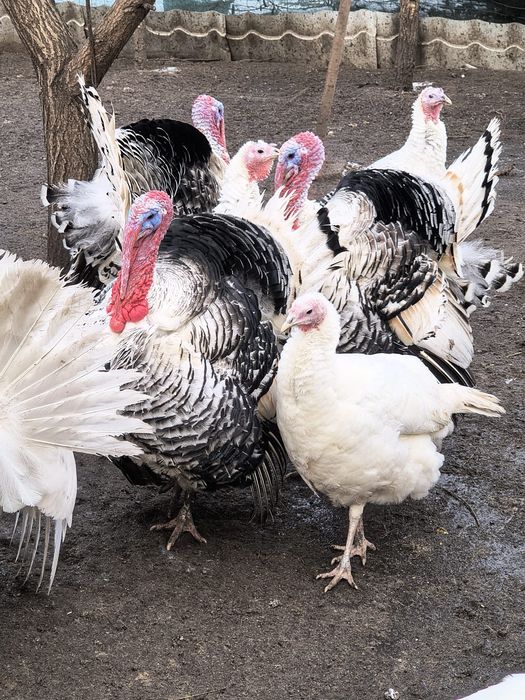 Vând curcani de curte