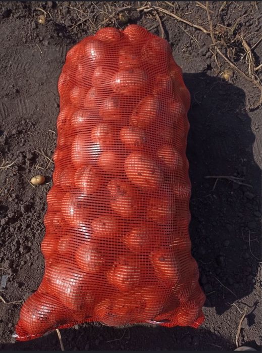 Картофель домашний