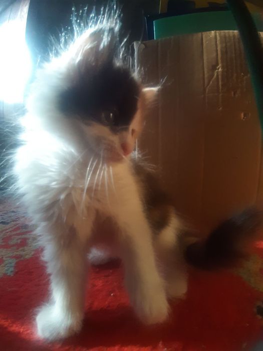 Котята к добрым рукам
