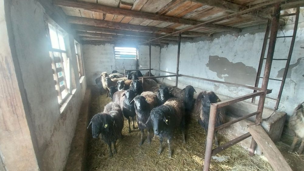 Қой сатылады семіз