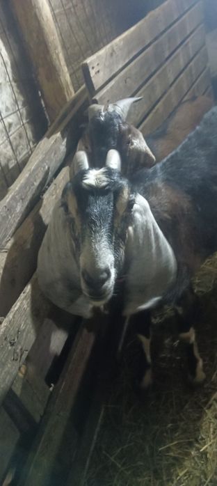 Vând capre anglonubiene