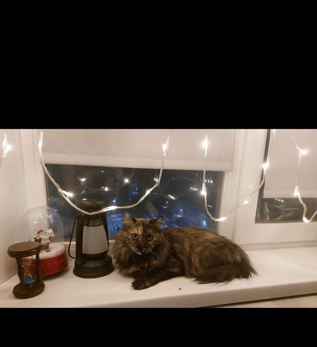 Отдам кошку в добрые руки