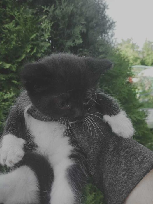 Котята мальчики очень ищут дом