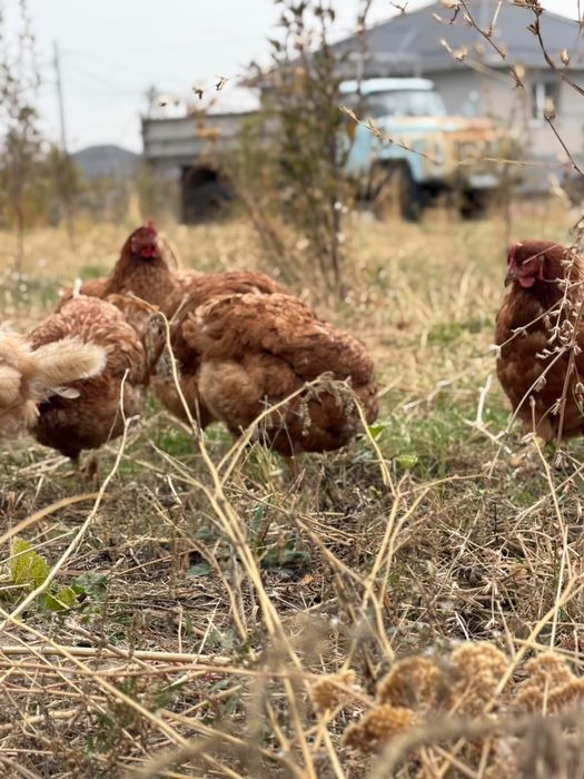 Продам курей несушек