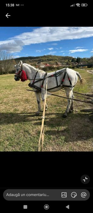 Armăsar cuminte de vânzare sau schimb cu mânză