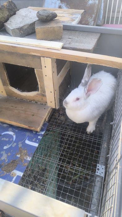 Семья с клетками