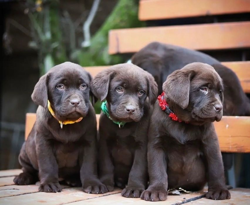 Щенки Лабрадорчики!