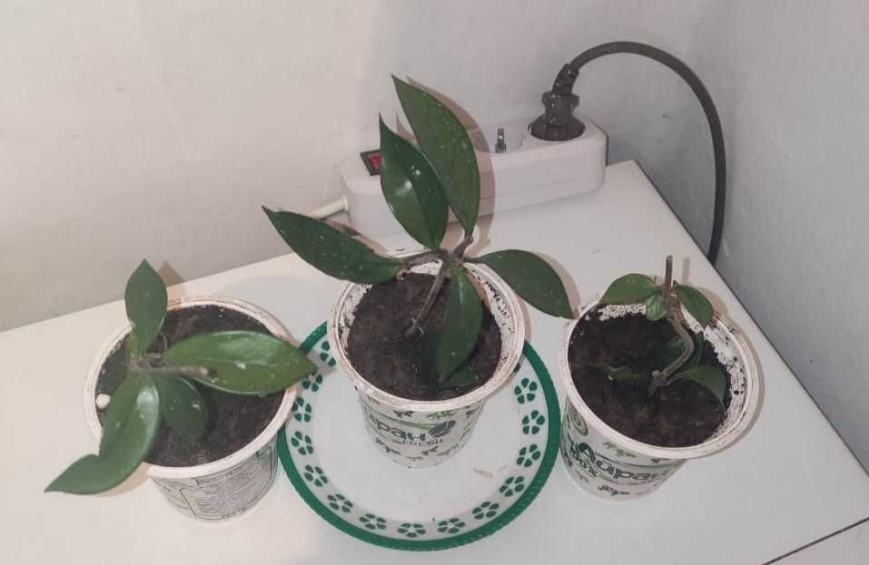 Колеус домашний  и другие