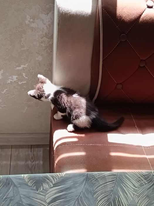 Котята отдам в хорошие руки