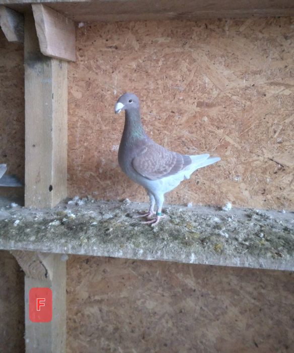 Porumbei Voiajori Germani