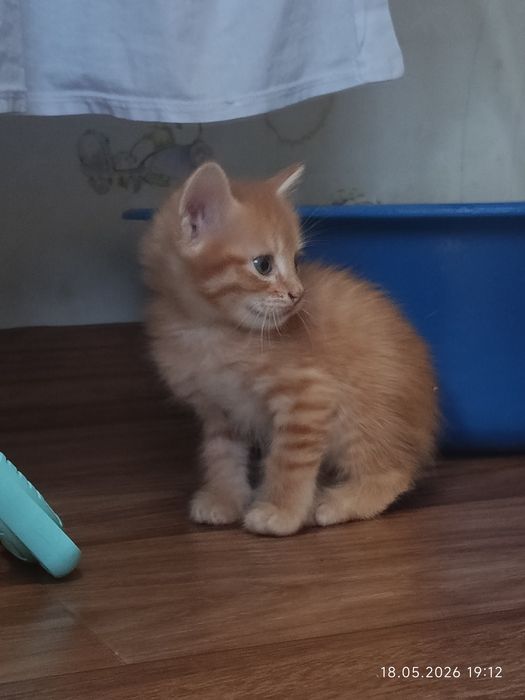 Котята|Марғаулар