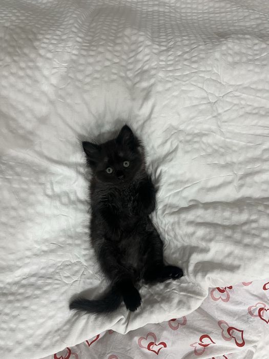 Черный пушистик ищет дом, только ответсвенному хозяйну