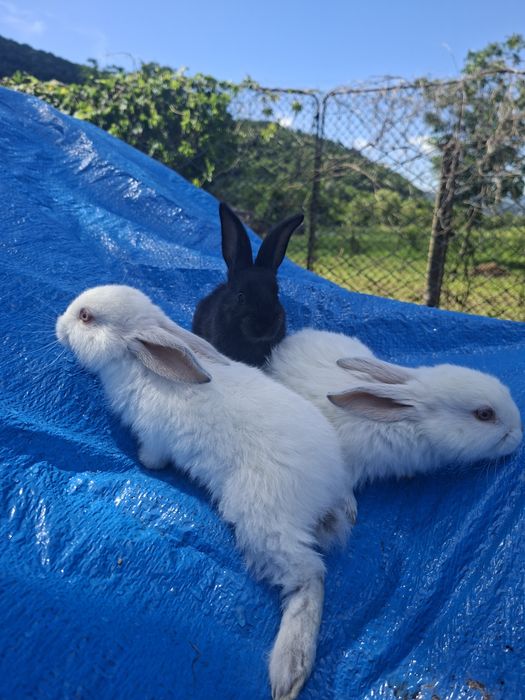 Iepurasi tineri 25 lei