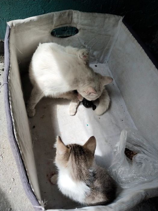 Отдам в хорошие руки