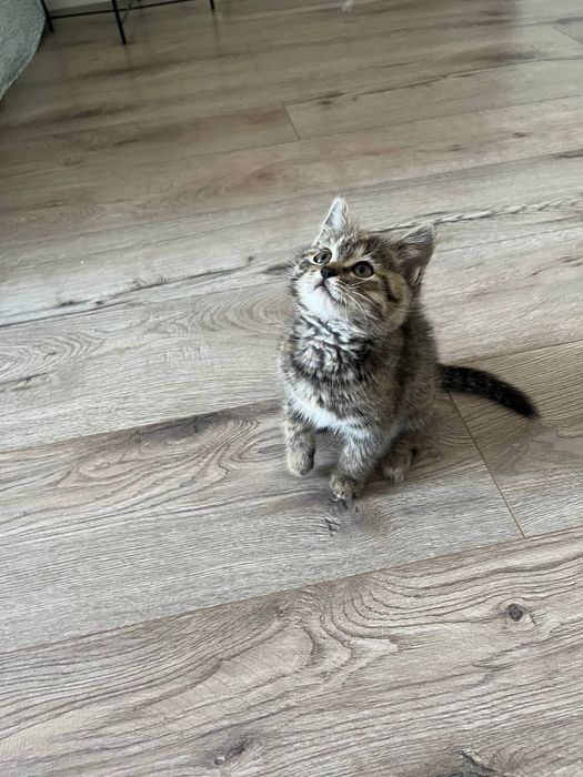 Отдадим котенка в добрые руки