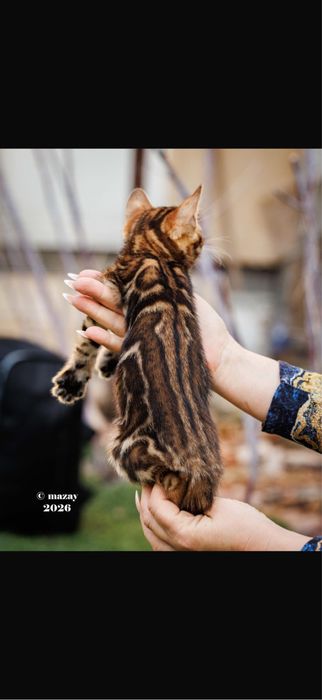 Бенгальская кошка премиум класса !!!