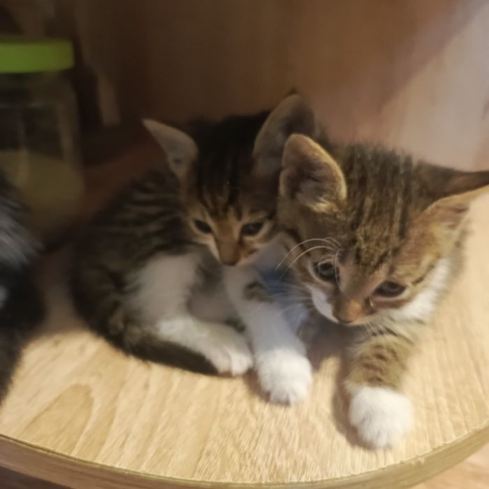 Котята бесплатно
