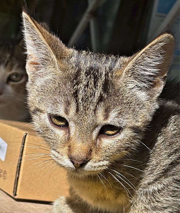 O pisicuta superba cauta adoptie