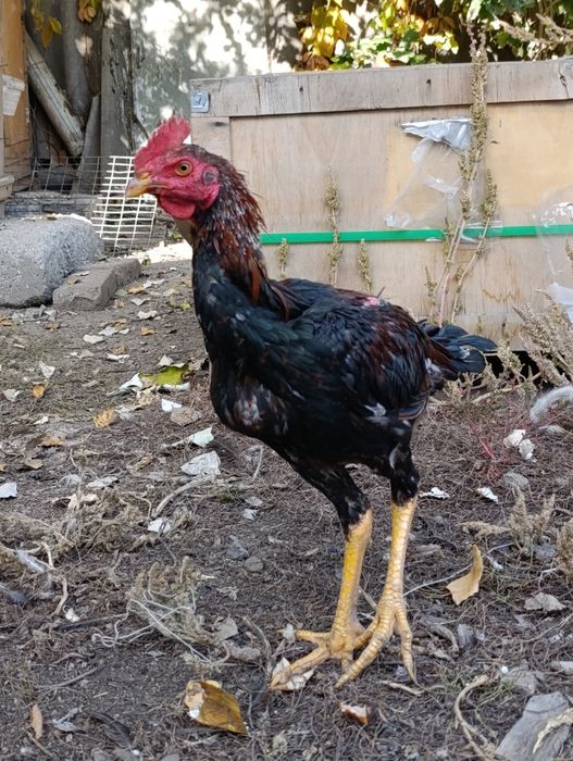 Продам Шолпан дакан