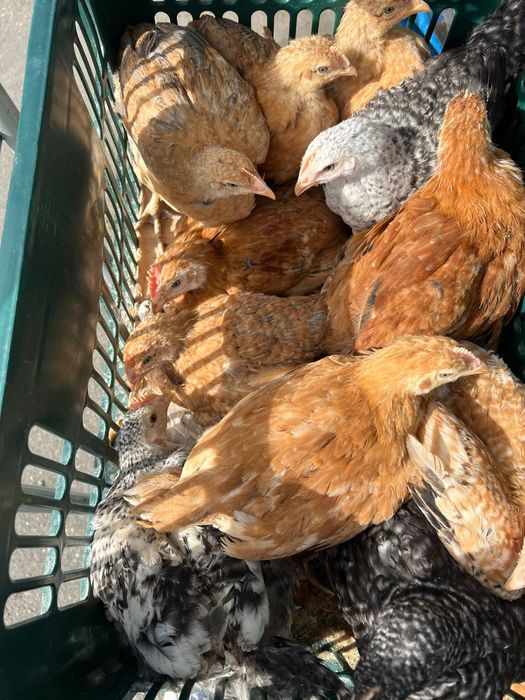 Pui rasă mixtă si pui alb de carne