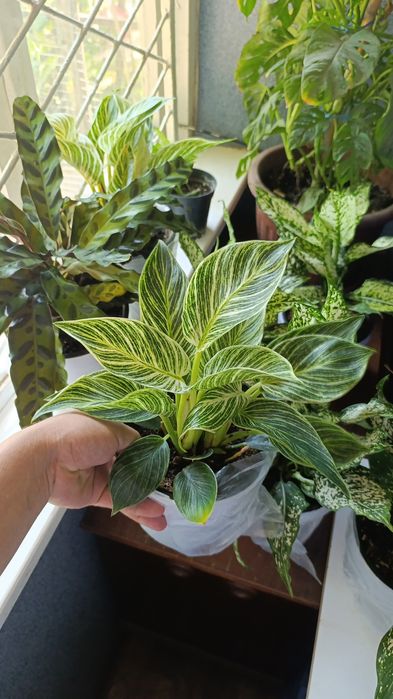 Офисные растения