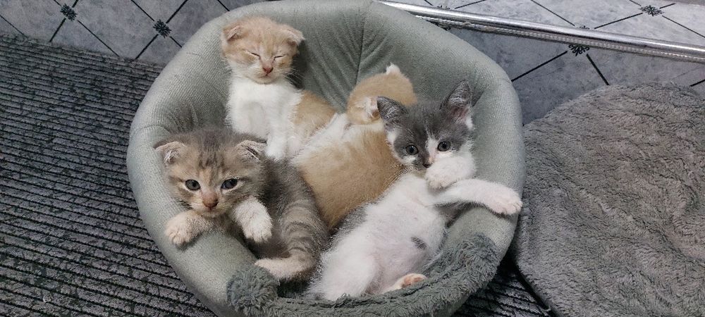 Skotsh fold mushukchalar