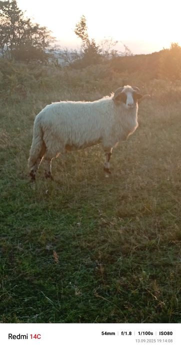 De vînzare Mior   Foarte blînd