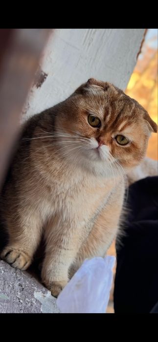 Vyazka uchun kuyovbola Zolotaya shinshilla ny12