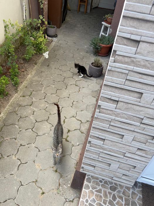 Pisicuțe ,pisicuțe pentru iubitorii de FELINE, GRATUIT !