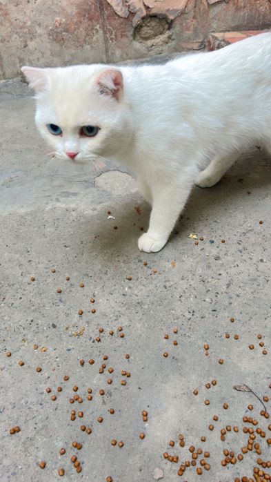 Viyazka mushuk opti kotta